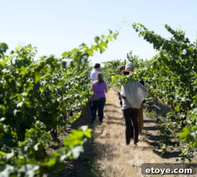 Group listening to winemaker in Columbia Crest vineyard