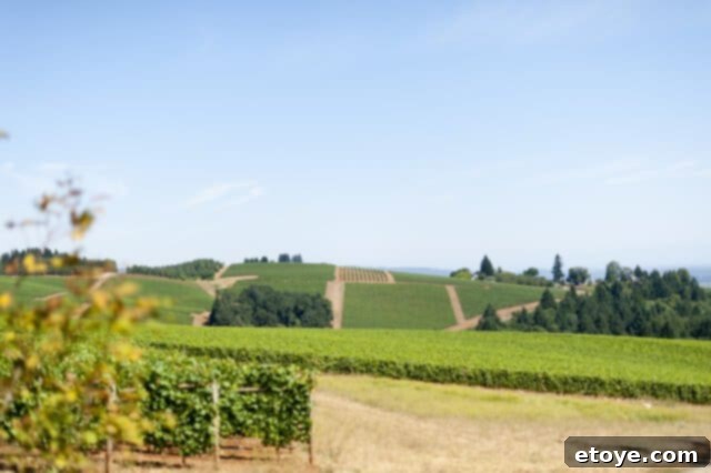Rolling green hills of Erath Winery vineyards in Oregon
