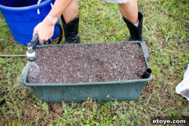 Smart Gardening with Earthboxes 20 Watering the newly added layer of potting mix in the EarthBox