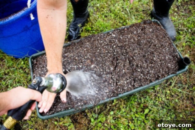 Smart Gardening with Earthboxes 23 Final watering and packing down of the potting mix in the EarthBox