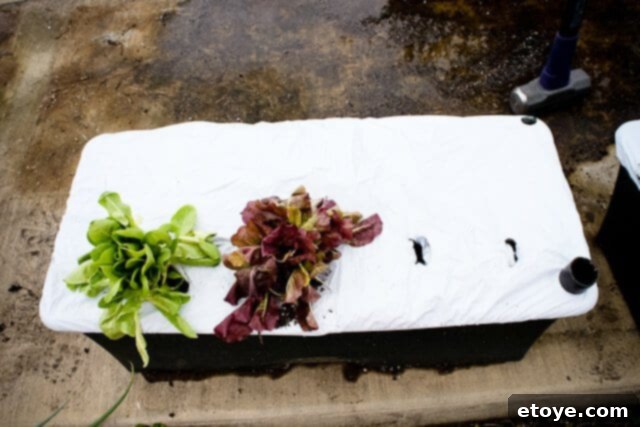 Smart Gardening with Earthboxes 29 Lettuce seedlings planted in an EarthBox, with space for more vegetables