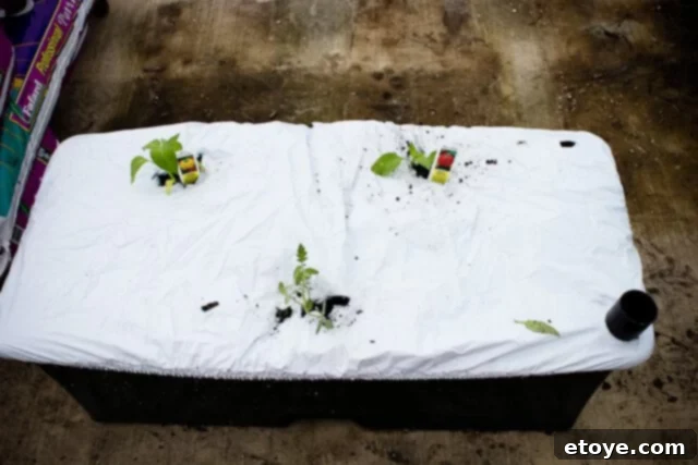 Smart Gardening with Earthboxes 30 Bell pepper and cherry tomato plants growing in an EarthBox with central fertilizer line