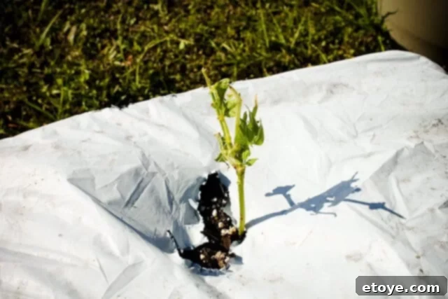 Closer view of damaged pea leaves, showing irregular holes and edges
