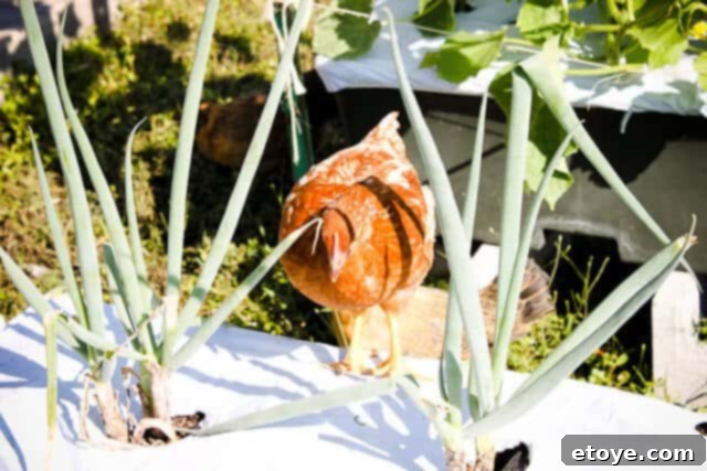A bird perched on a garden plant, appearing to peck at the leaves