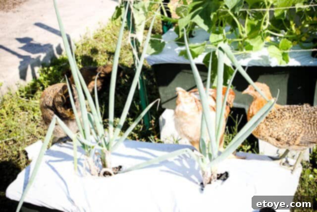 Multiple birds gathered around and on garden plants, causing further damage