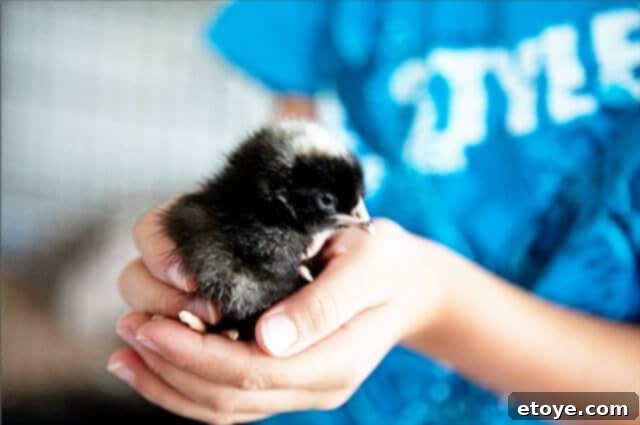 A group of small, fluffy chicks huddled together, including a black and white one
