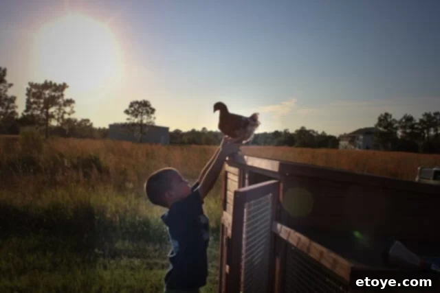 A friendly chicken, Fireflapper, eating a treat from a human hand