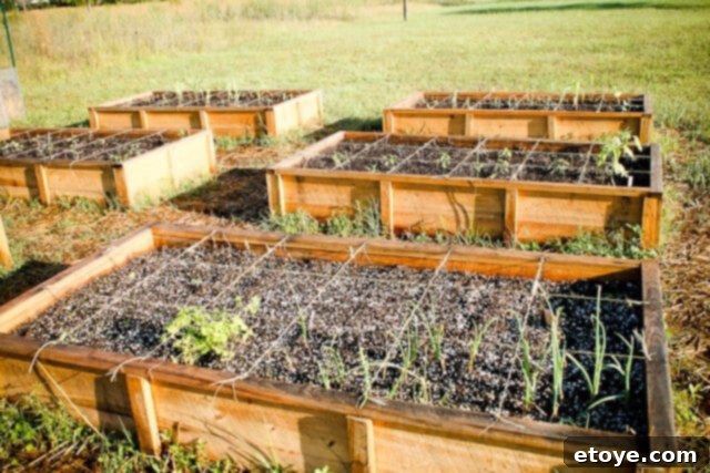 Close-up of a square foot garden bed with young plants growing in organized sections