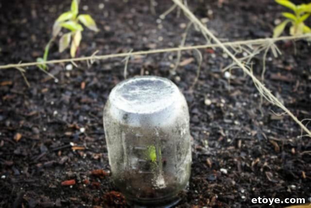 Mason jars placed over small seedlings in a garden bed, acting as miniature cloches