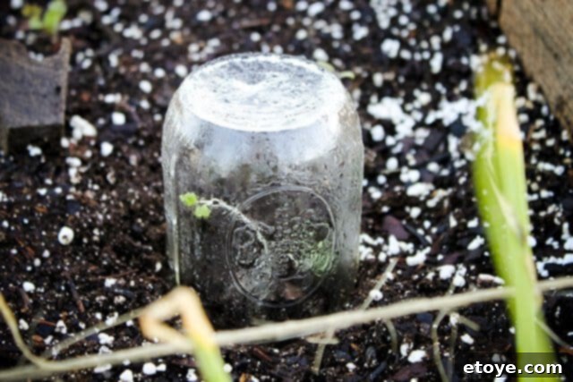 Another perspective of mason jars protecting seedlings in a raised garden bed