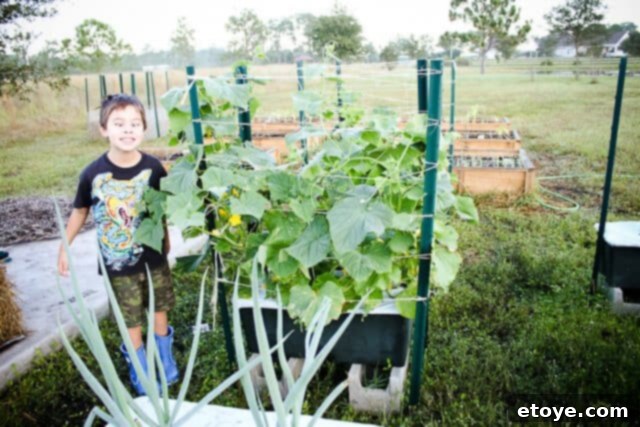 Lush green cucumber plants thriving in an Earthbox garden