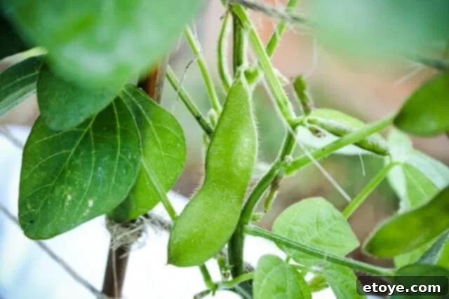 Zucchini plants with yellow flowers and edamame plants with developing pods