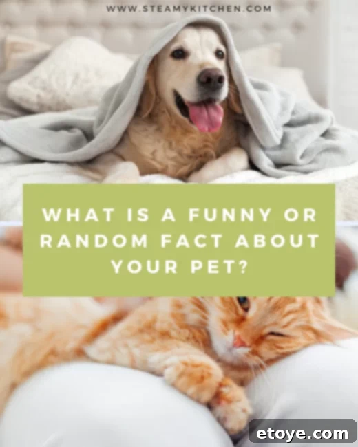 What is a funny or random fact about your pet? Share your pet stories for extra engagement!