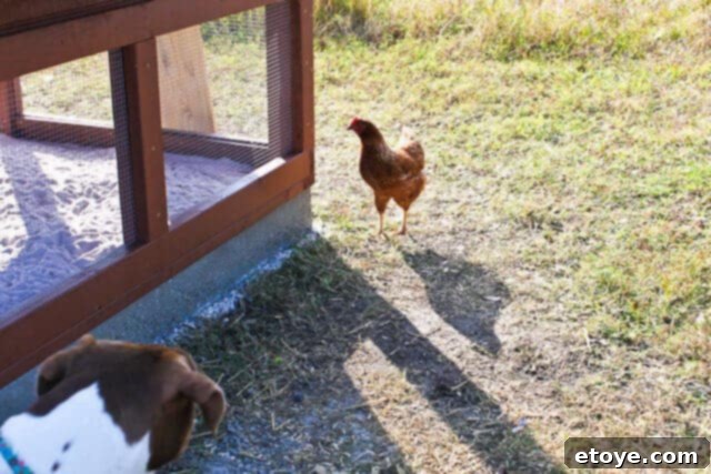 Wildfire Soul 2 Coco the dog eagerly chasing a chicken across the grass