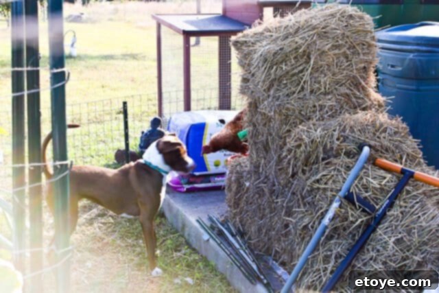 Wildfire Soul 11 Coco reacting to a final peck with a clear expression of pain