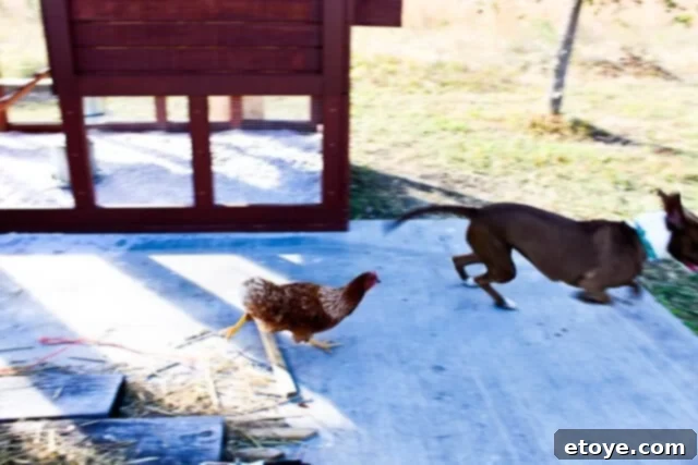 Wildfire Soul 12 Fireflapper standing victoriously while Coco retreats