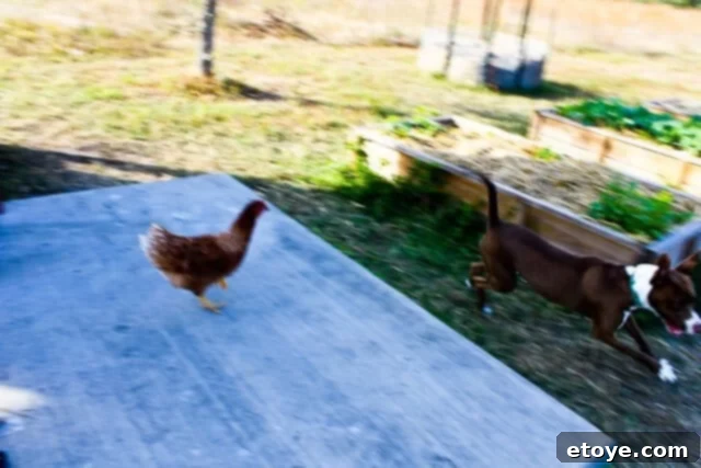 Wildfire Soul 13 Fireflapper standing proudly with a triumphant expression, Coco looking defeated