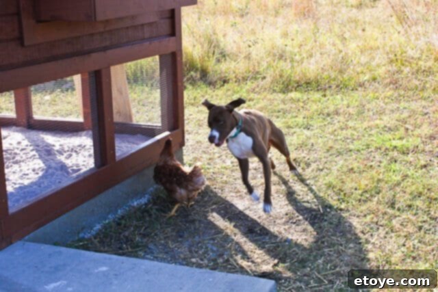 Wildfire Soul 3 Coco in mid-stride, intently focused on the chase