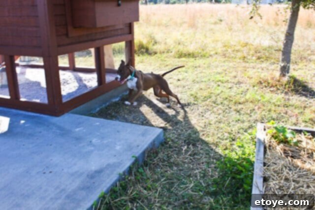 Wildfire Soul 4 Coco looking confused after missing the chicken, turning her head