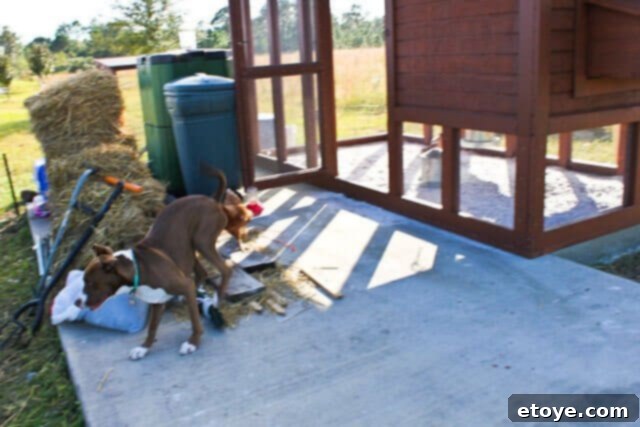 Wildfire Soul 6 Fireflapper pecking Coco on the rear, Coco reacting in surprise