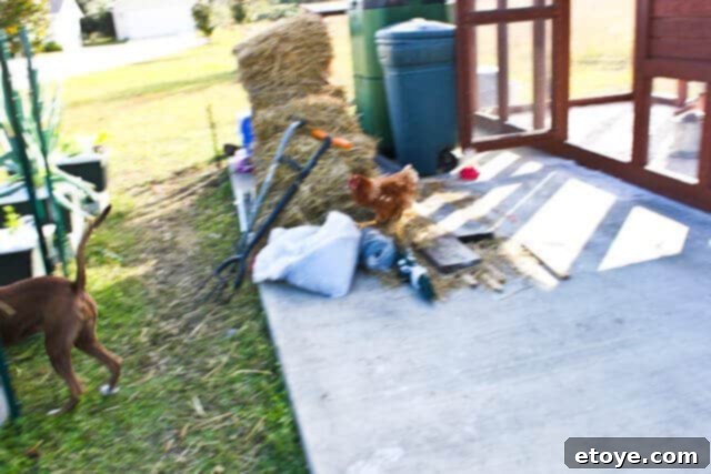 Wildfire Soul 7 Coco turning her head towards Fireflapper who continues to chase