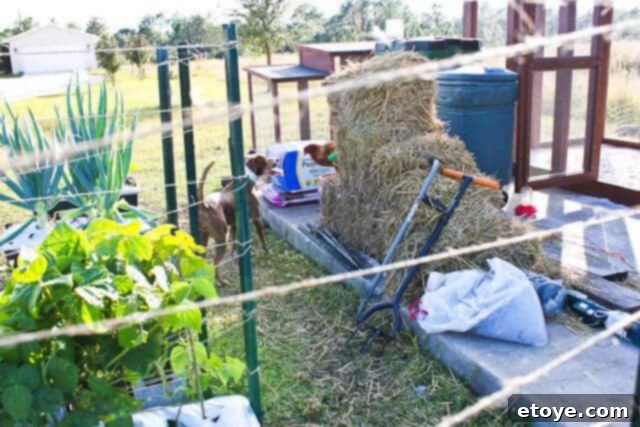 Wildfire Soul 8 Coco looking expectantly at Fireflapper, tail slightly wagging