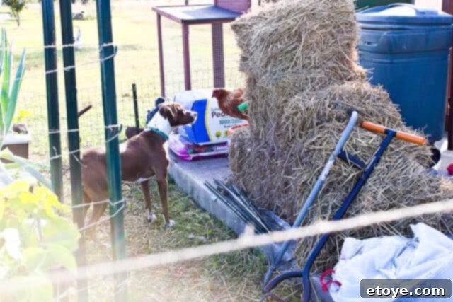 Wildfire Soul 9 Coco looking confused and slightly dejected as Fireflapper continues to assert dominance