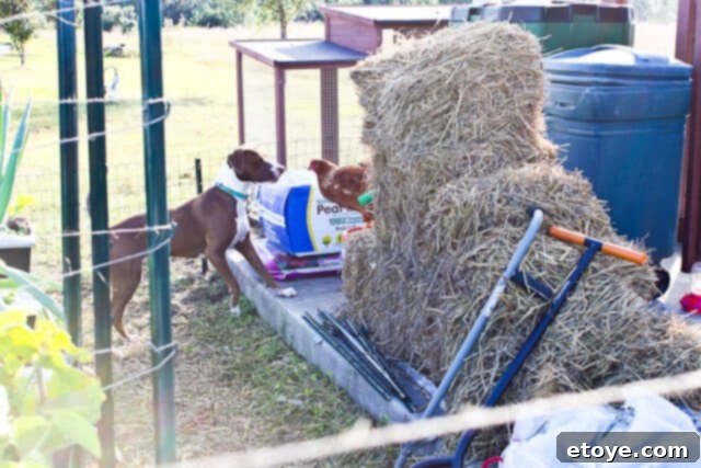 Wildfire Soul 10 Coco looking back at Fireflapper with a hint of resignation