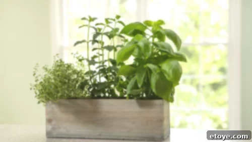 Living With Purpose: The Art of Crafting Magical Moments for Yourself and Others 3 Beautiful potted herbs sitting on a sunlit kitchen windowsill, bringing nature indoors.