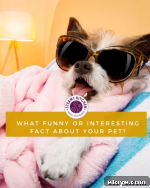 A cute cat playing with a toy, illustrating pet joy and engagement.