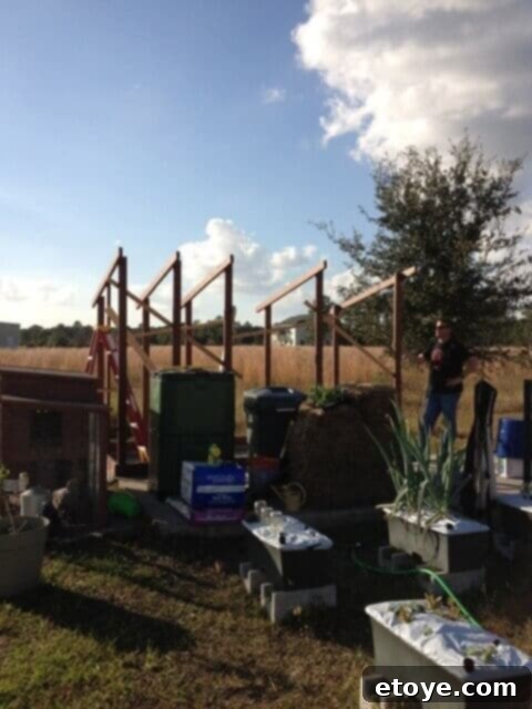 Chicken Coop Framing Progress Partially framed chicken coop, showing the initial walls and structural supports.