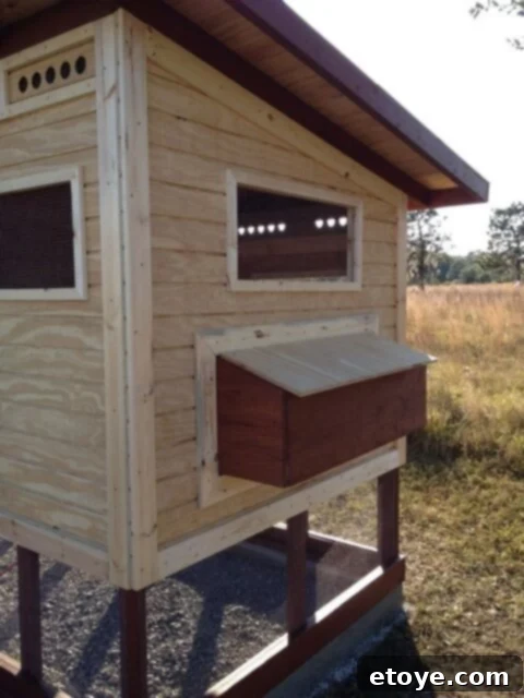 Nesting Box Side Chicken coop side wall with nesting box access area.