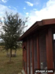Gutter Installation Detail Gutter installed on the chicken coop roof edge, showing the adjusted drip edge.