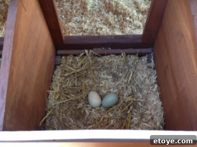 Nesting Boxes with Fake Eggs Exterior view of chicken coop nesting boxes with trim and fake eggs inside.