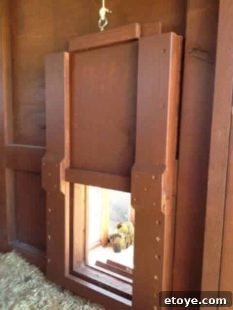 Coop Door Predator Proofing Close-up of the chicken coop door, showing how it extends below the opening for predator deterrence.