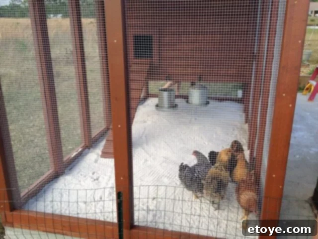 Happy Chickens in New Coop Chickens inside their newly completed Palace Chicken Coop.