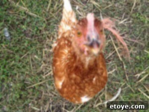 The A chicken with wet feet, possibly the culprit behind the footprints in the concrete.