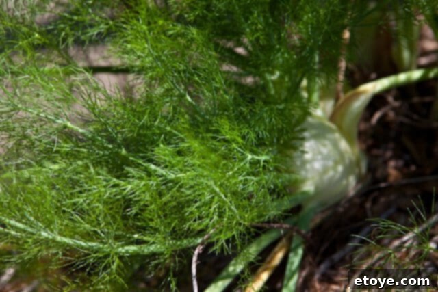 French Carrot Fennel Salad Recipe Fresh fennel bulb growing in the garden, ready for a French Carrot Fennel Salad