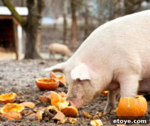 Creative Ways to Use Pumpkins After Halloween 5 Pig and chicken farms are a great way to recycle old pumpkins.