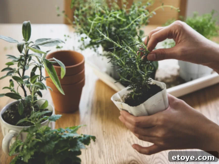 Indoor herb plants arranged with ample space for good air circulation