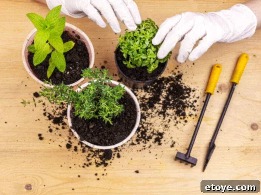 High-quality potting mix being prepared for planting indoor herbs