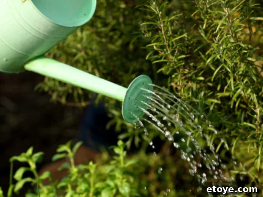 Hand performing a finger test to check soil moisture in an herb pot
