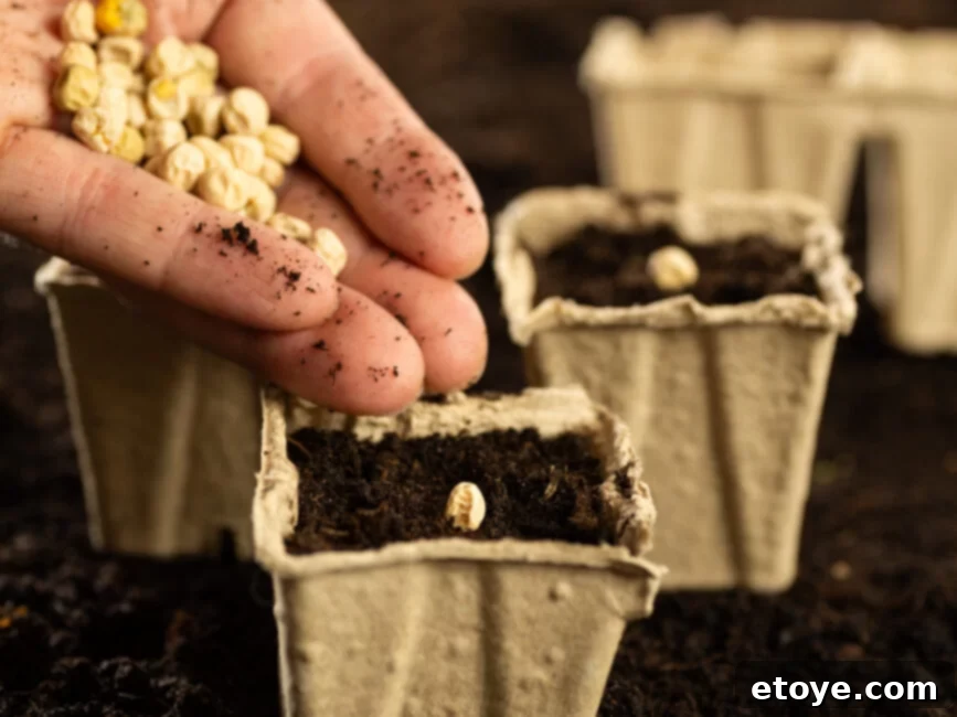 Applying a gentle liquid fertilizer to promote healthy herb growth
