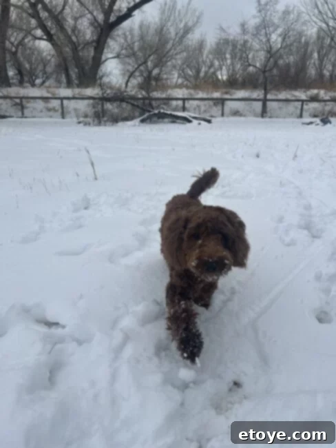 Ranch Living, Wok Stirring: Circulon ScratchDefense in Action 7 Lucky, the dog, enjoying the snowy ranch landscape