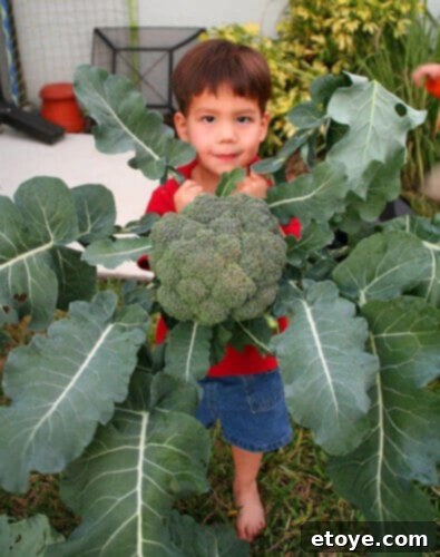 Nathan, with a wide smile, proudly holding a large, freshly harvested head of broccoli from the family's hydroponic garden, highlighting Steamy Kitchen's commitment to sustainable living.