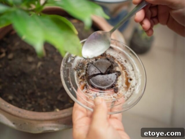 Beyond the Mug: Smart Uses for Coffee and Grounds 4 Coffee grounds sprinkled in potted plants