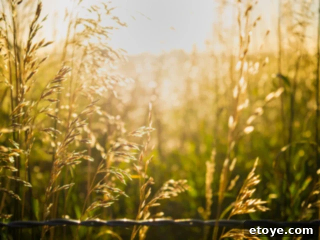 Embrace Your Boundaries This New Year 8 Setting Boundaries for a Fulfilling New Year