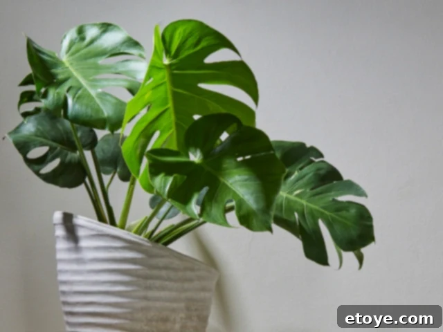10 Effortless Houseplants to Chase Away Winter Blues 11 Monstera Deliciosa with large, split leaves