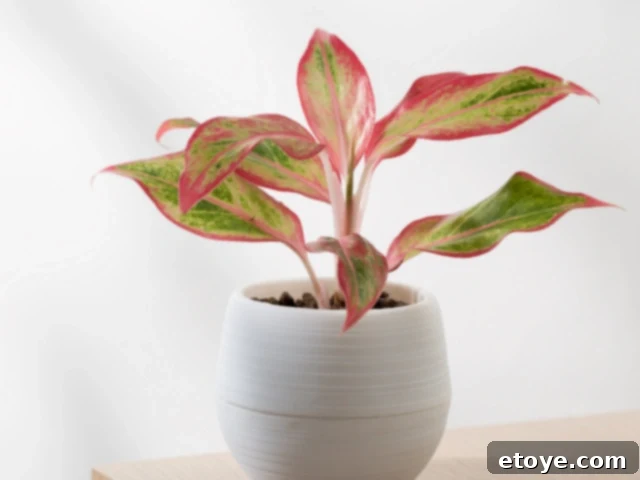 10 Effortless Houseplants to Chase Away Winter Blues 12 Chinese Evergreen with variegated leaves