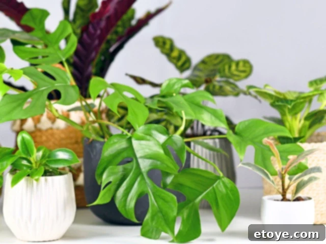 10 Effortless Houseplants to Chase Away Winter Blues 13 Collection of indoor houseplants to grow in winter